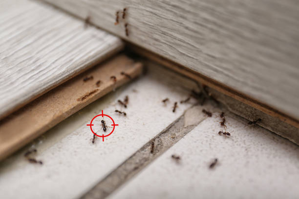 Best Pest Removal Services  in Machesney Park, IL