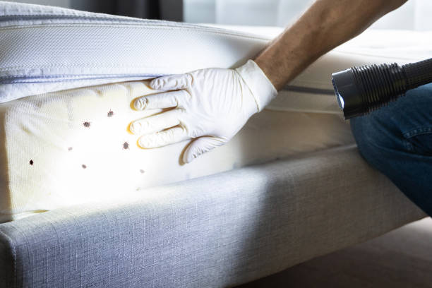 Best Local Pest Control Services  in Machesney Park, IL