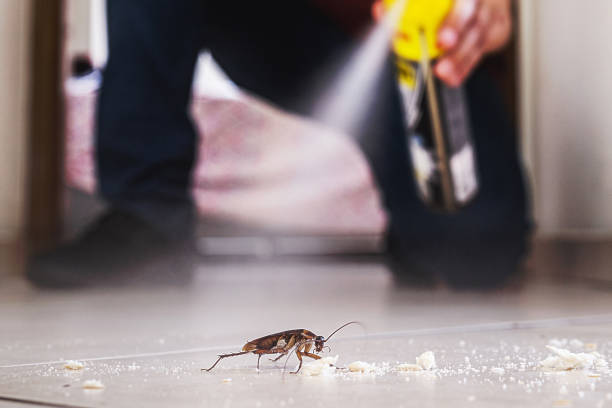 Best Insect Control  in Machesney Park, IL